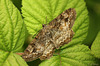 Mottled Beauty