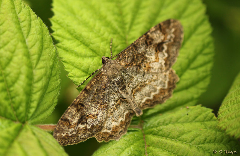 Mottled Beauty