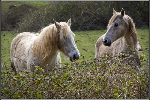 horses