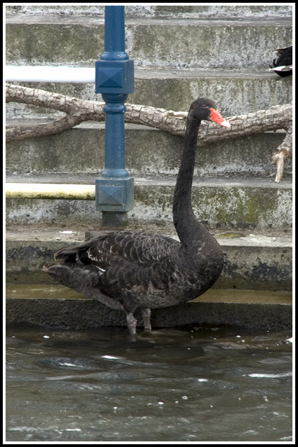 black swan