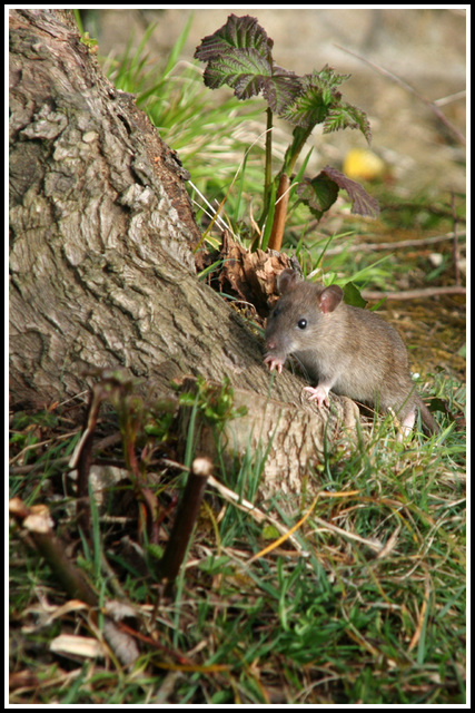 tree rat