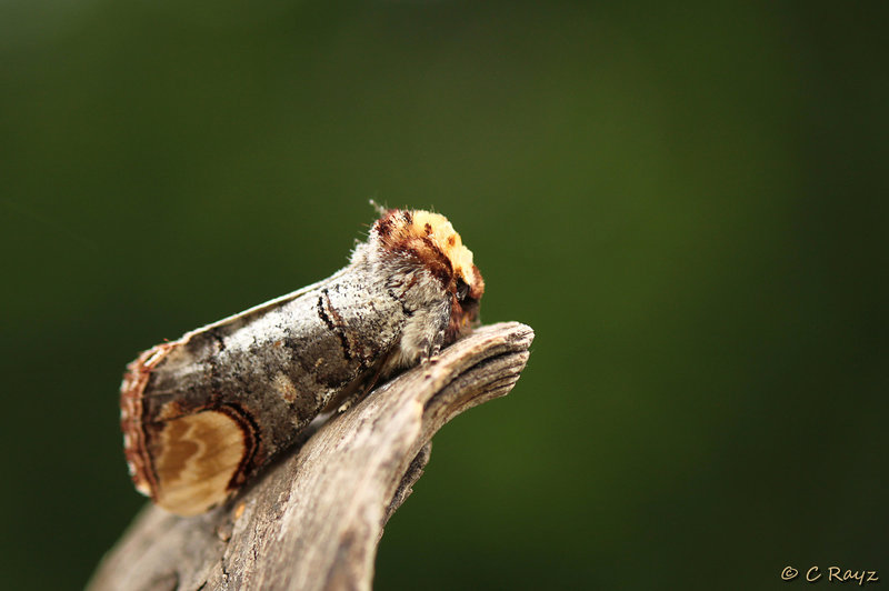 Buff-tip