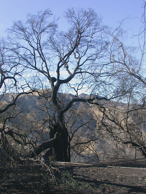 Griffith Park fire