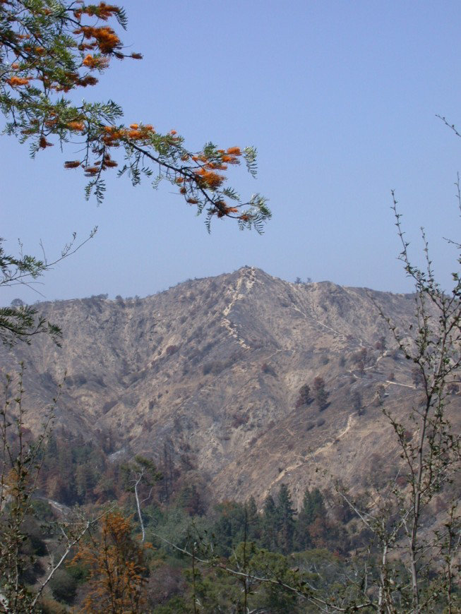 Griffith Park fire