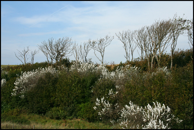 silver birch