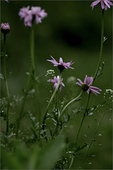 Painted Daisies