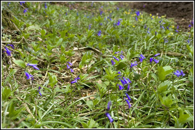 Bluebells