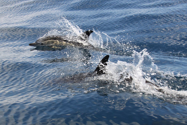 Common Dolphins