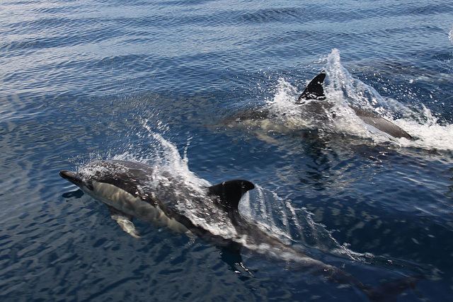 Common Dolphins