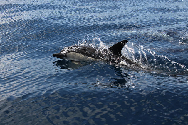 Common Dolphins