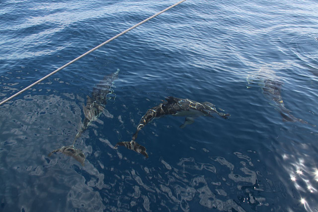 Common Dolphins