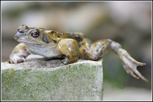 frog on a rock