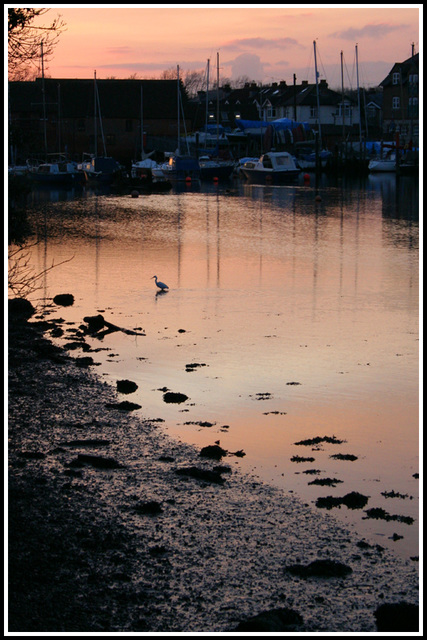 Egret fishing