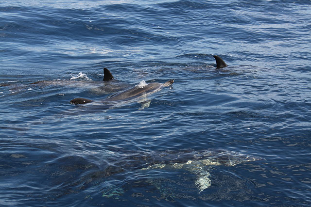 Common Dolphins