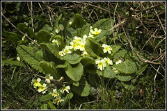 Primrose