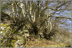 tree outcrop