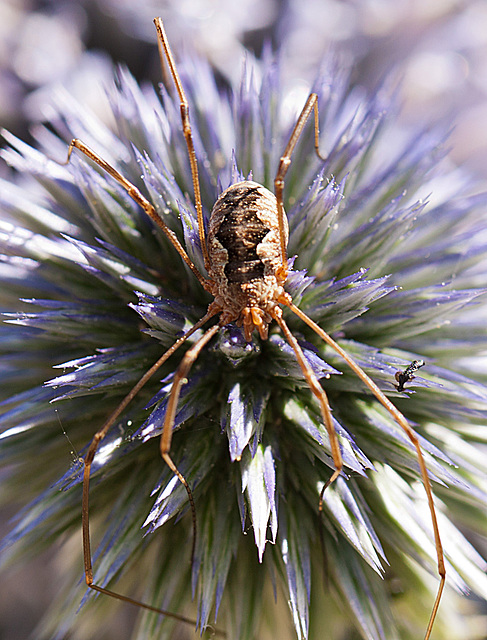 20130805 2748RMw [D~LIP] Weberknecht (Phalangium opilio), Bad Salzuflen