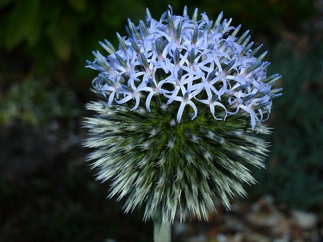 Echinops ( Globe Thistle )