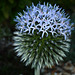 Echinops ( Globe Thistle )