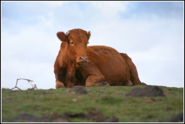 cow