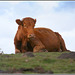 cow