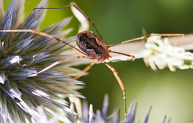 20130805 2767RMw [D~LIP] Weberknecht (Phalangium opilio), Bad Salzuflen