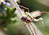 20130805 2770RMw [D~LIP] Weberknecht (Phalangium opilio), Bad Salzuflen