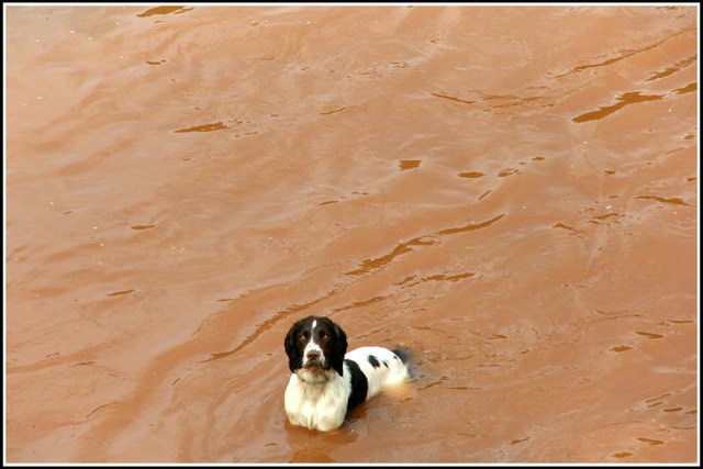 wet dog