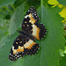 Bordered Patch Butterfly(Chlosyne lacinia)
