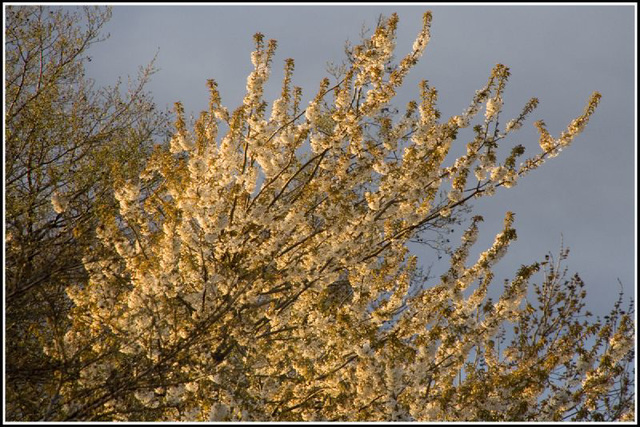 cherry blossom...