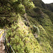 Levada walk