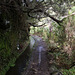 Levada walk