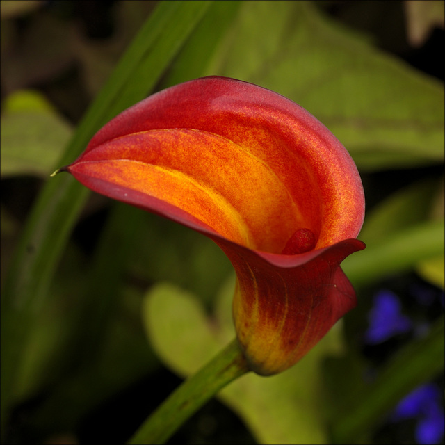 Calla Lily 00