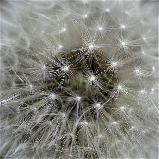 Dandelion 00