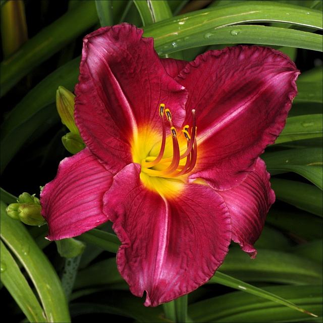 Day Lily 00