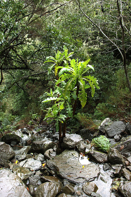 Levada walk