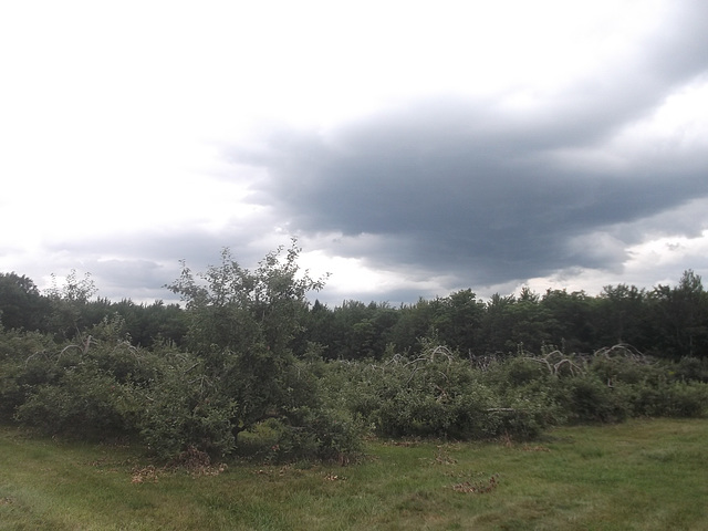 Perfumed orchard / Verger parfumé.