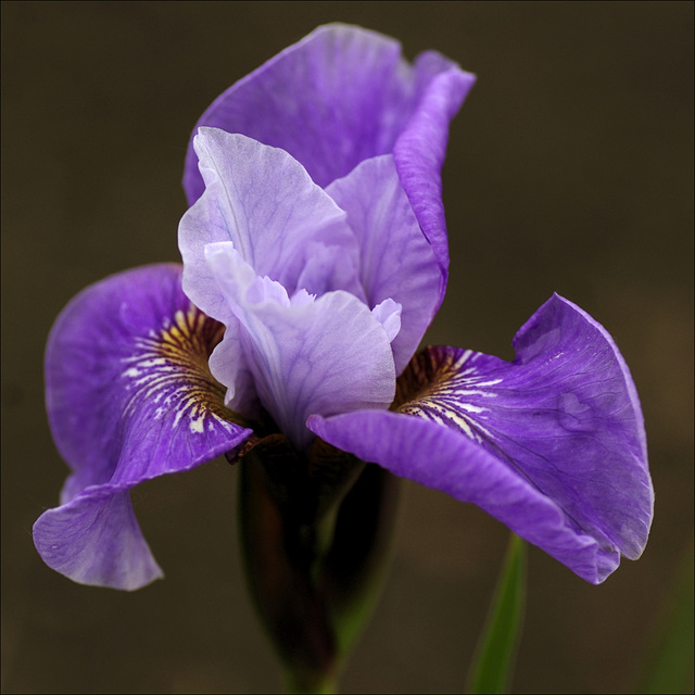 Iris 21