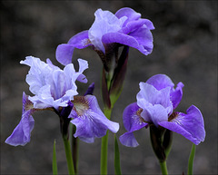 Iris 23