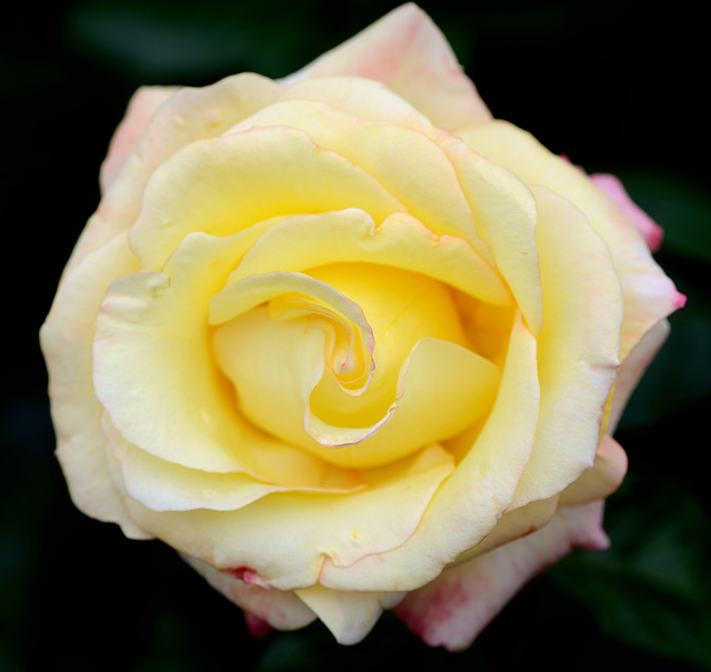 Macro sur une belle rose jaune...