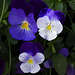 Pansy 01