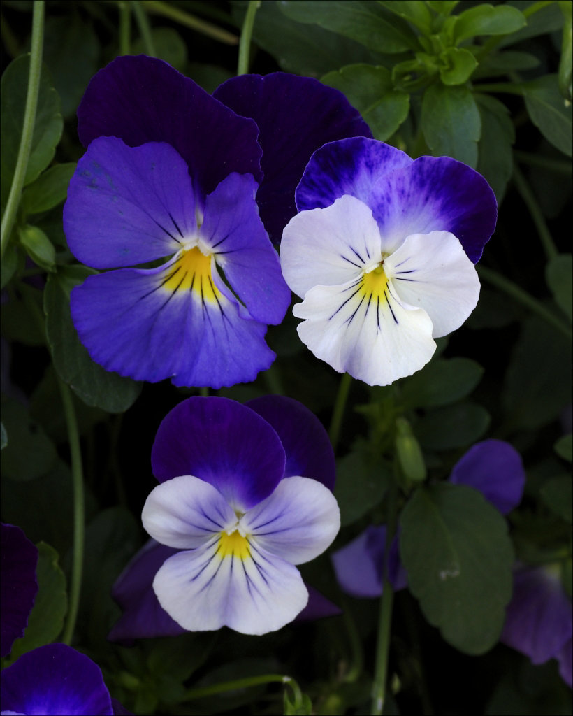 Pansy 01