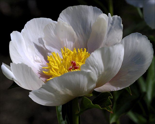 Peony 00