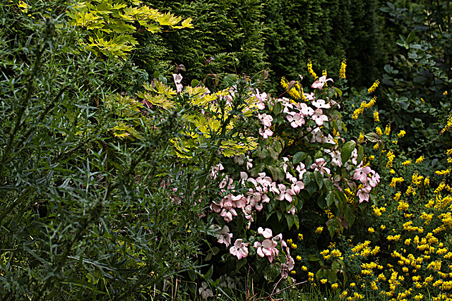 20130703 2228RMw [D~LIP] Distel, Goldahorn, Jap. Hartriegel, Ginster, Bad Salzuflen