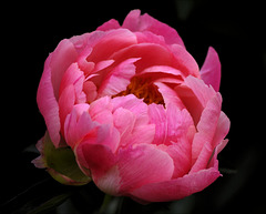 Peony 27