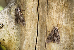 Pine Hawk-moths