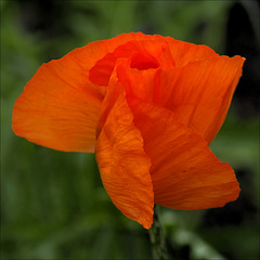 Poppy 02