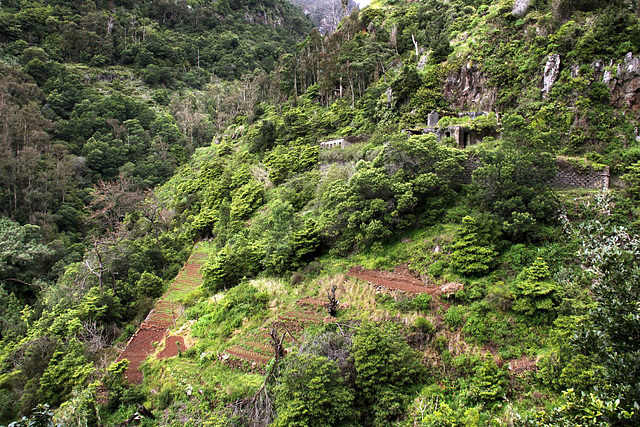 Levada walk