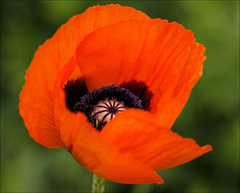 Poppy 05