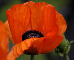 Poppy 07